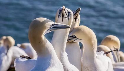 意甲媒体透露:米兰与切尔西探讨杰克逊的转会可能性,由于开价太高,米兰决定放弃