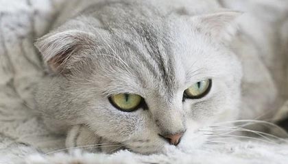 意甲媒体透露:贝蒂斯不仅想要埃莫森,还想要丘库埃泽,目前正在询问价格